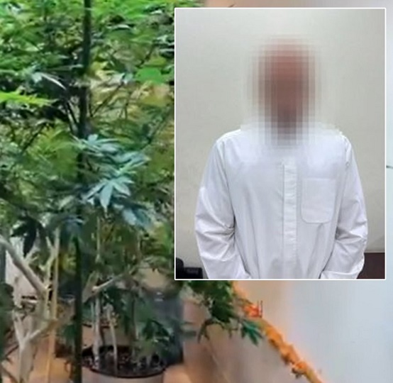 ضبط كويتي من الأسرة الحاكمة يقوم بزراعة الماريجوانا بمنزله