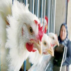 العوارن يكشف سبب ارتفاع أسعار الدجاج في الأردن
