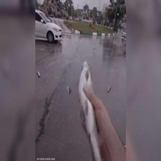 السماء تمطر سمكا في إيران 
