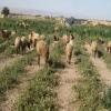  وادي الأردن ..  مزارعون ينهون موسمهم ببيع المحاصيل المتبقية للماشية لتلافي الخسارة 